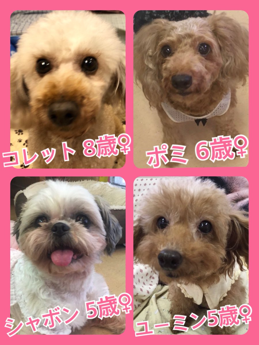 🐾今日の里親様募集中ワンコ🐶メンバーです🐾2019,7,8